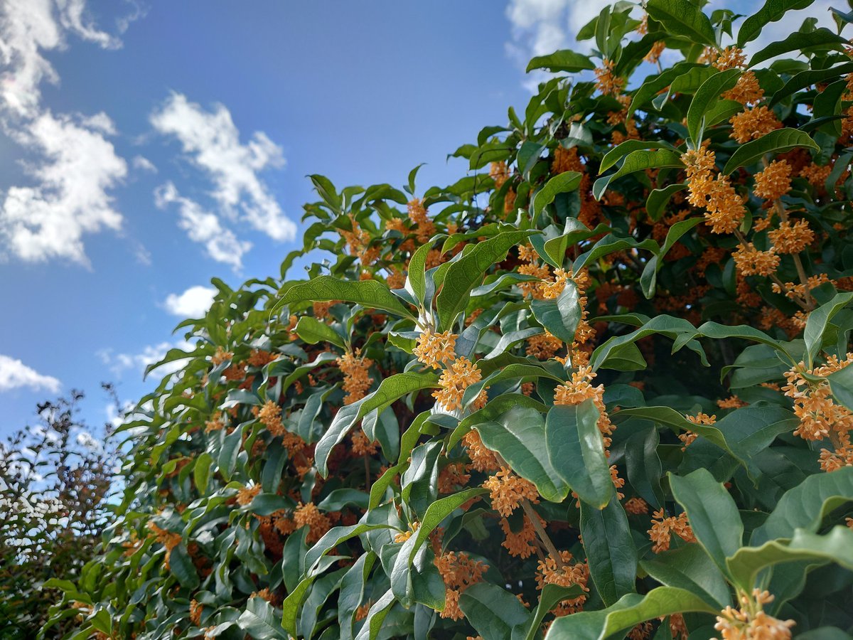 沈丁花ページ② 沈丁花 斑入りのおすすめ人気商品一覧 通販 - Yahoo