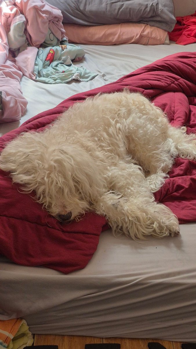 mi_armymbb's tweet image. Melhore e volte logo pra casa, ta bom Fifi? 
Eu não aguento mais ver ele sofrer... não aguento mais 😭😭😭😭