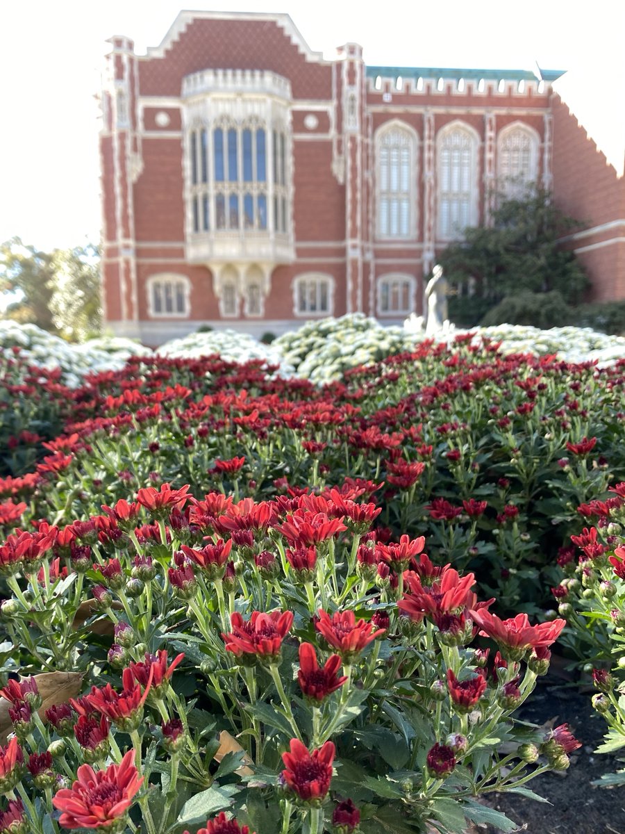 PalmeriJoAnn's tweet image. Flowers near the Bizz today 🌼 
#LibrariesFromTheOutside #CampusBeautifulByDayAndNight