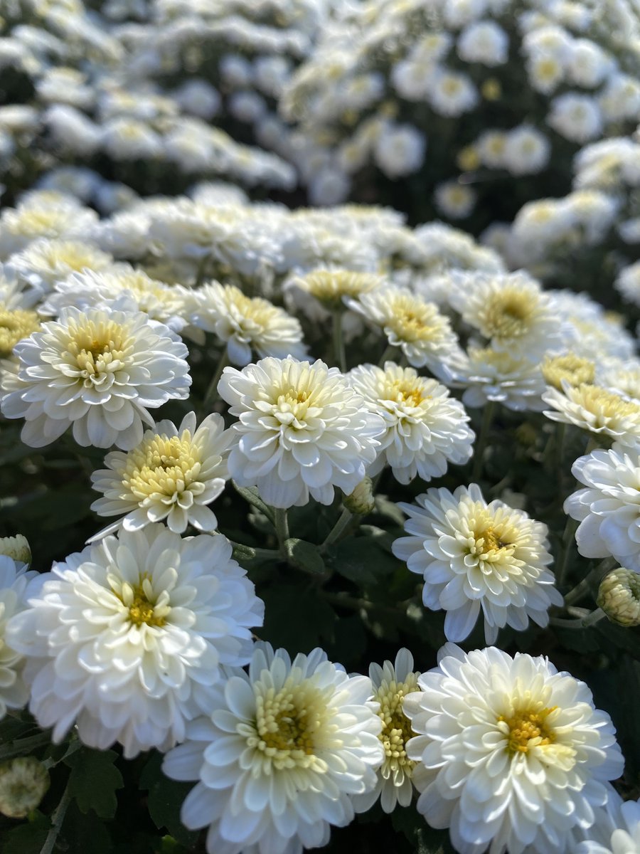 PalmeriJoAnn's tweet image. Flowers near the Bizz today 🌼 
#LibrariesFromTheOutside #CampusBeautifulByDayAndNight