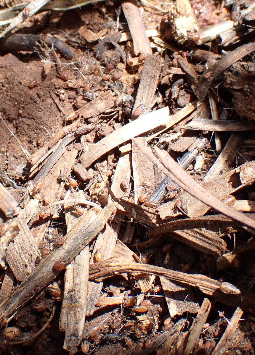 Rutherglen bug activity is increasing in maturing canola. Keep an eye on summer crops, particularly those near canola paddocks. Read more here:
grdc.com.au/resources-and-…

<a href="/NSW_AGRONOMY/">NSW Agronomy</a> <a href="/GRDCNorth/">GRDC North</a> <a href="/cesaraustralia/">Cesar Australia</a>