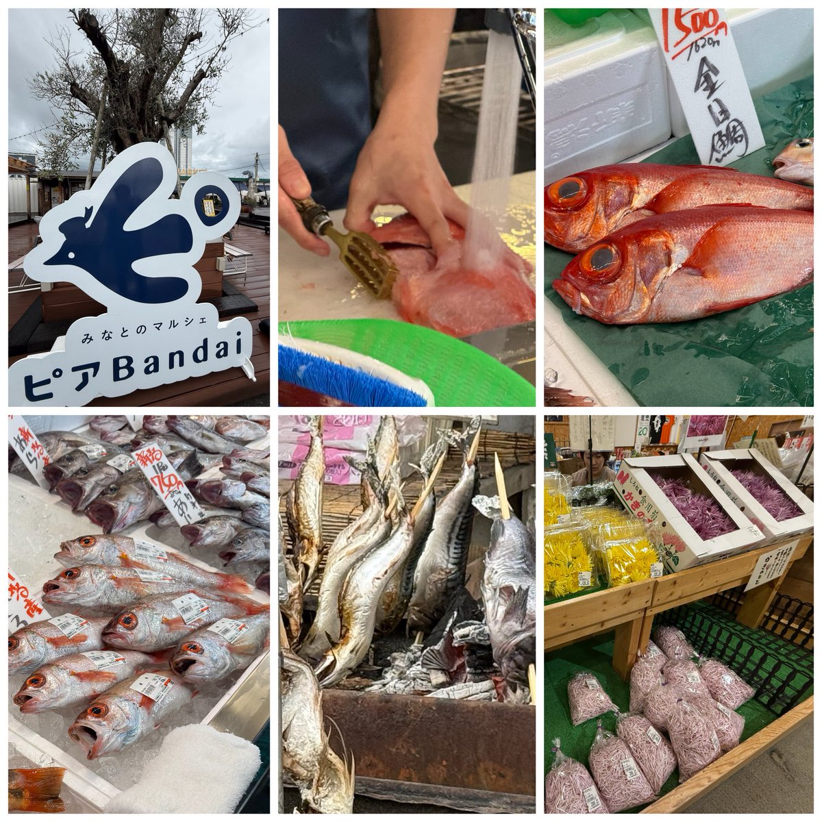 お値下げ！ブラジル出土　古代魚の化石⭐︎ ブラジル産 魚の化石 お値下げ！ブラジル出土 古代魚の化石