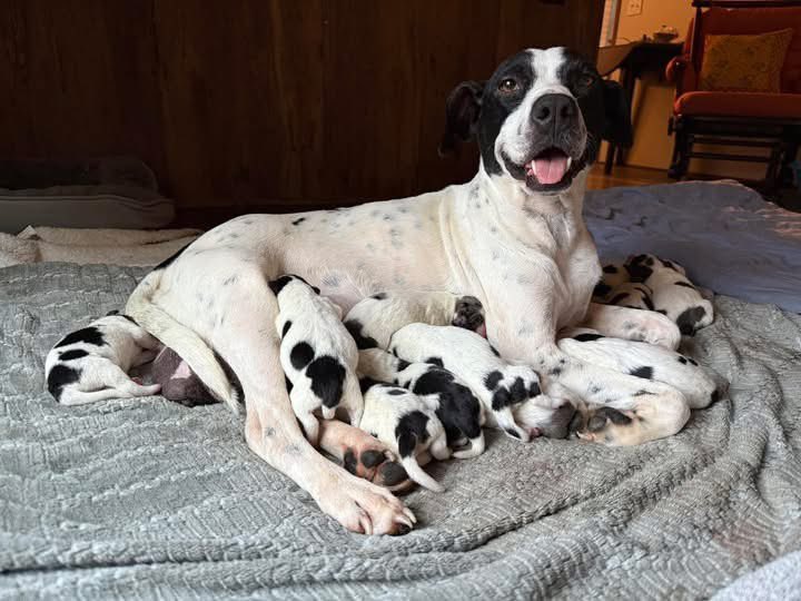 Look at this proud mama of TWELVE!! We are so excited to welcome Dottie and the Inkspot litter. These 12 pups will be looking for happy homes on 12/1 when they reach 8 weeks old. 

Get your application in now - enter “inkspot pups” 🩷🩷🩷
new.shelterluv.com/matchme/adopt/…
