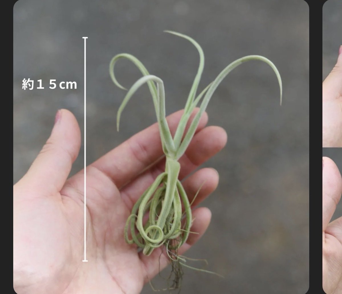 蘭様 CONVERSE ALL STAR BOARDERSTAR OX / SHINYAKOZUKA｜BILLY'S ENT 公式通販