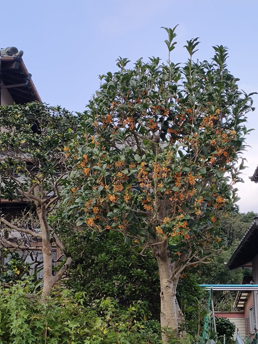 未知みっちー on X