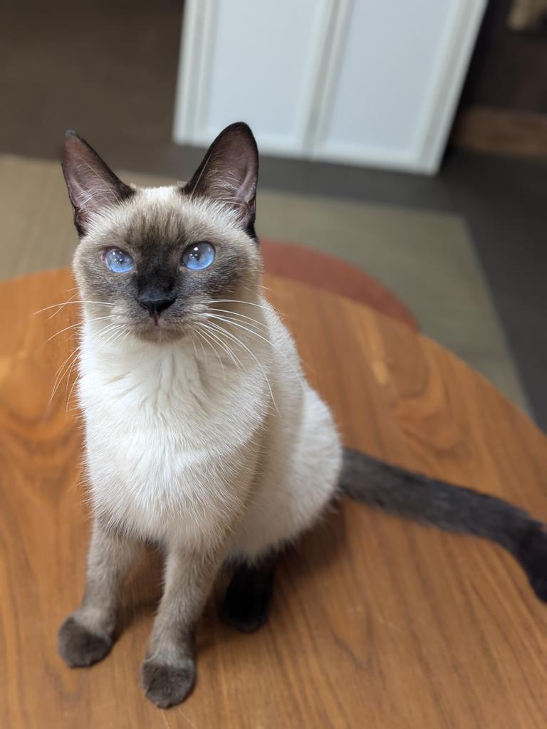 calicomusashino's tweet image. キラキラの青い目がチャームポイントのかえちゃんです！💙⭐✨
連休最終日ですが、店内ゆったりとしていて猫ちゃんたちと近くで過ごせるチャンスです！
お子様から大人まで楽しめる猫カフェきゃりこへぜひお越しください😊❤️
#保護猫カフェ #きゃりこ #吉祥寺 
#里親様募集中