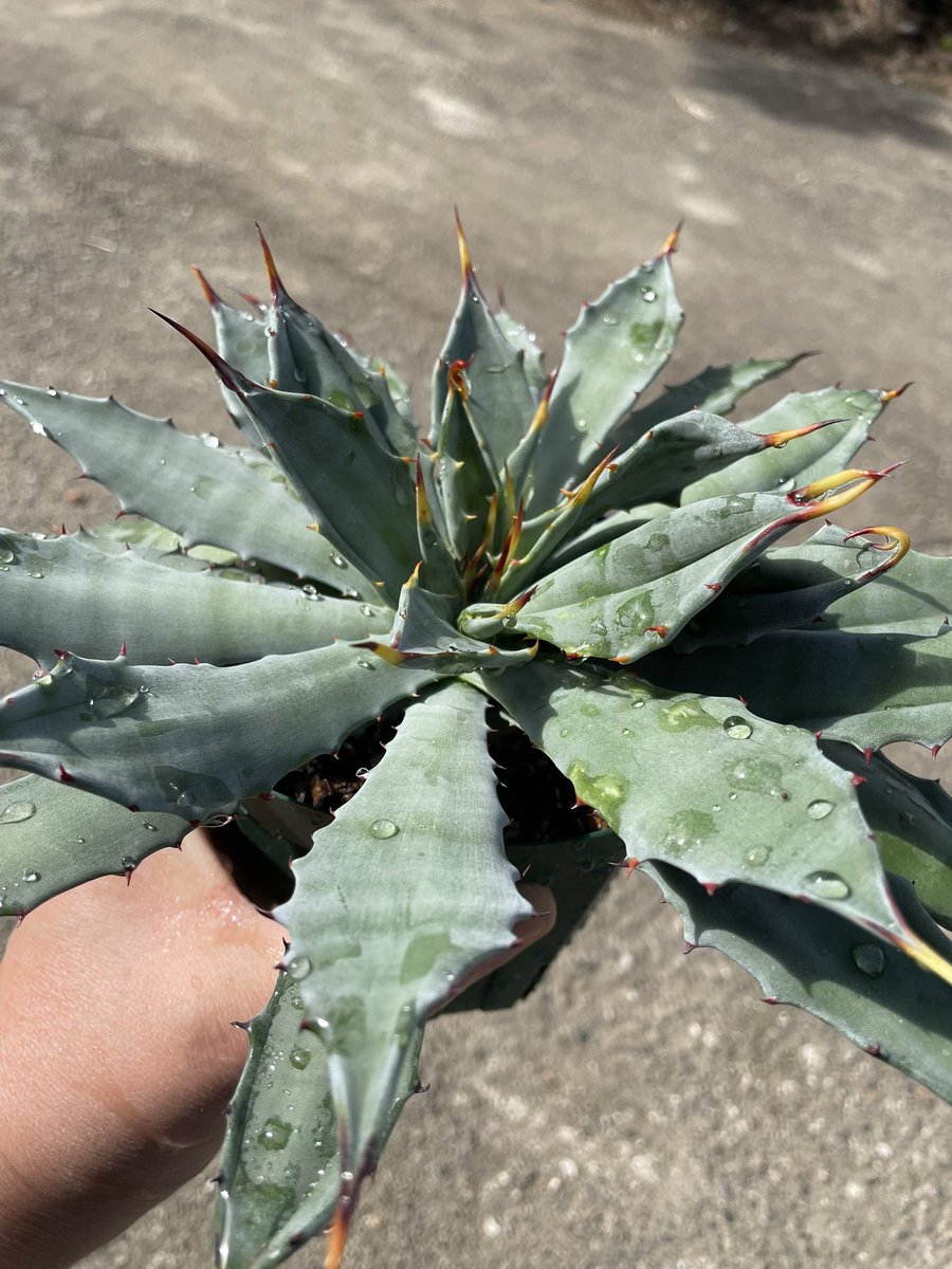 【専用】agave X仔株 0000000162652_dels3Nc.jpg