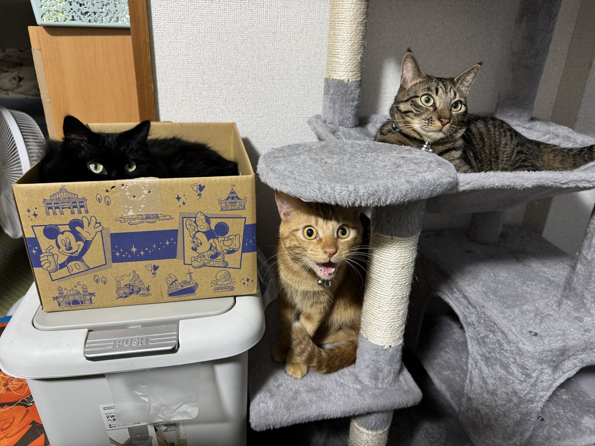 黒ねこボサのもふ日和 on X