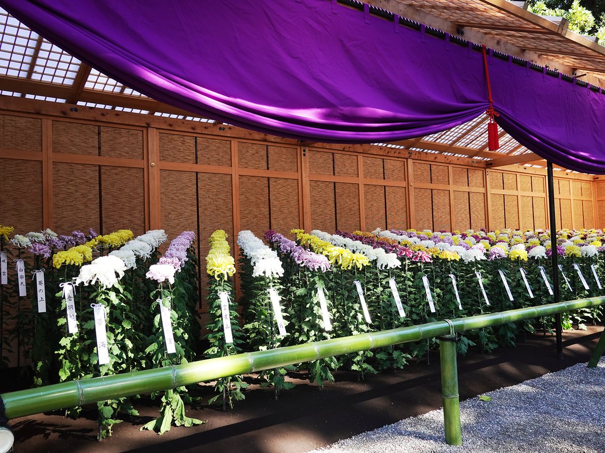 SG_info_kyokai's tweet image. 【秋の特別開園期間】11/1～15は休まず開園します
新宿御苑では、菊花壇展の開催にあわせて、11月1日から11月15日までを特別開園期間とし、休まず毎日開園いたします。
開園日について詳しくは下記ホームページの行事カレンダーをご覧ください。
env.go.jp/garden/shinjuk…