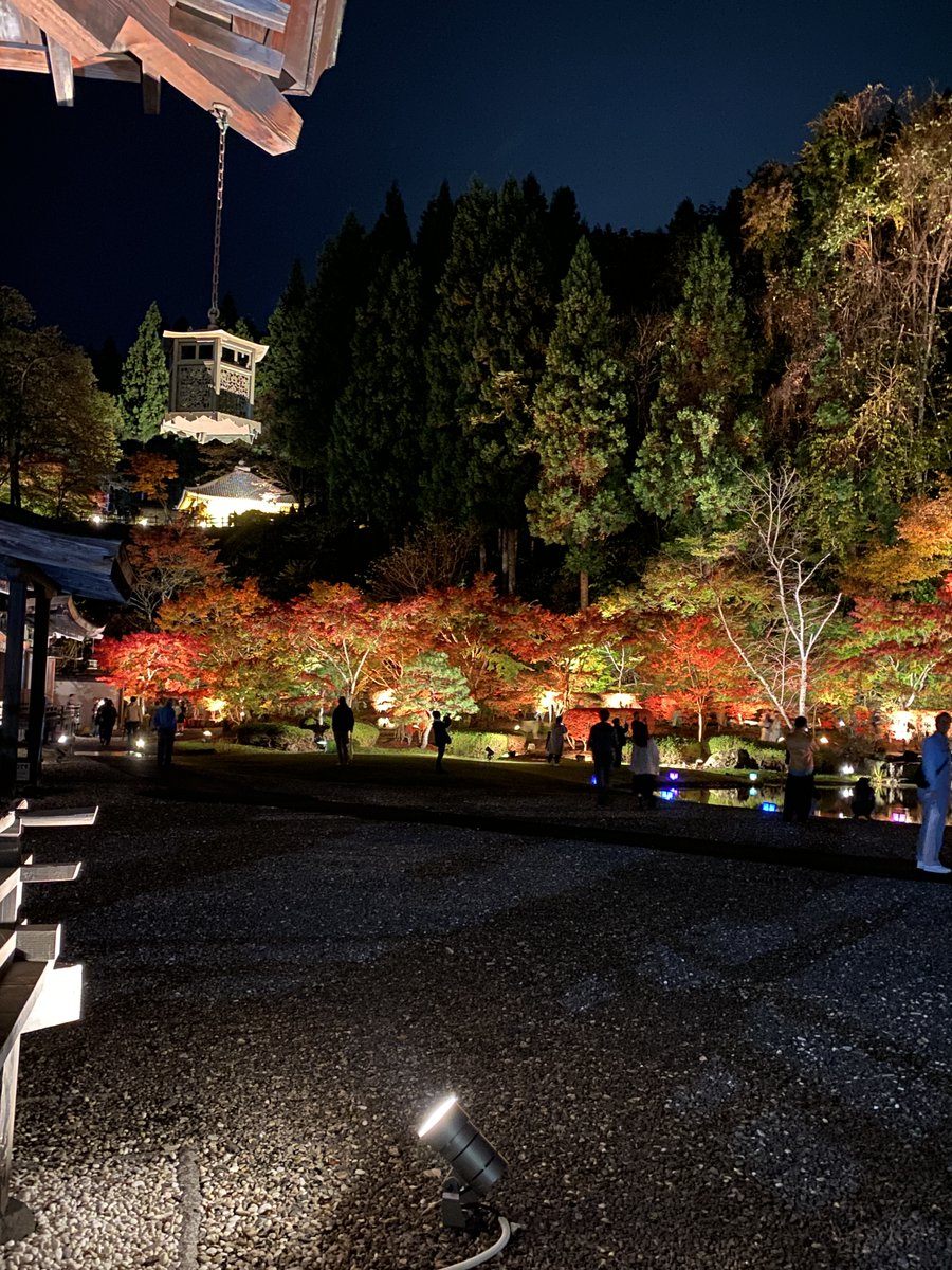 紅葉情報】【紅葉ライトアップ】 見頃を迎えております🍁 昨夜のライト