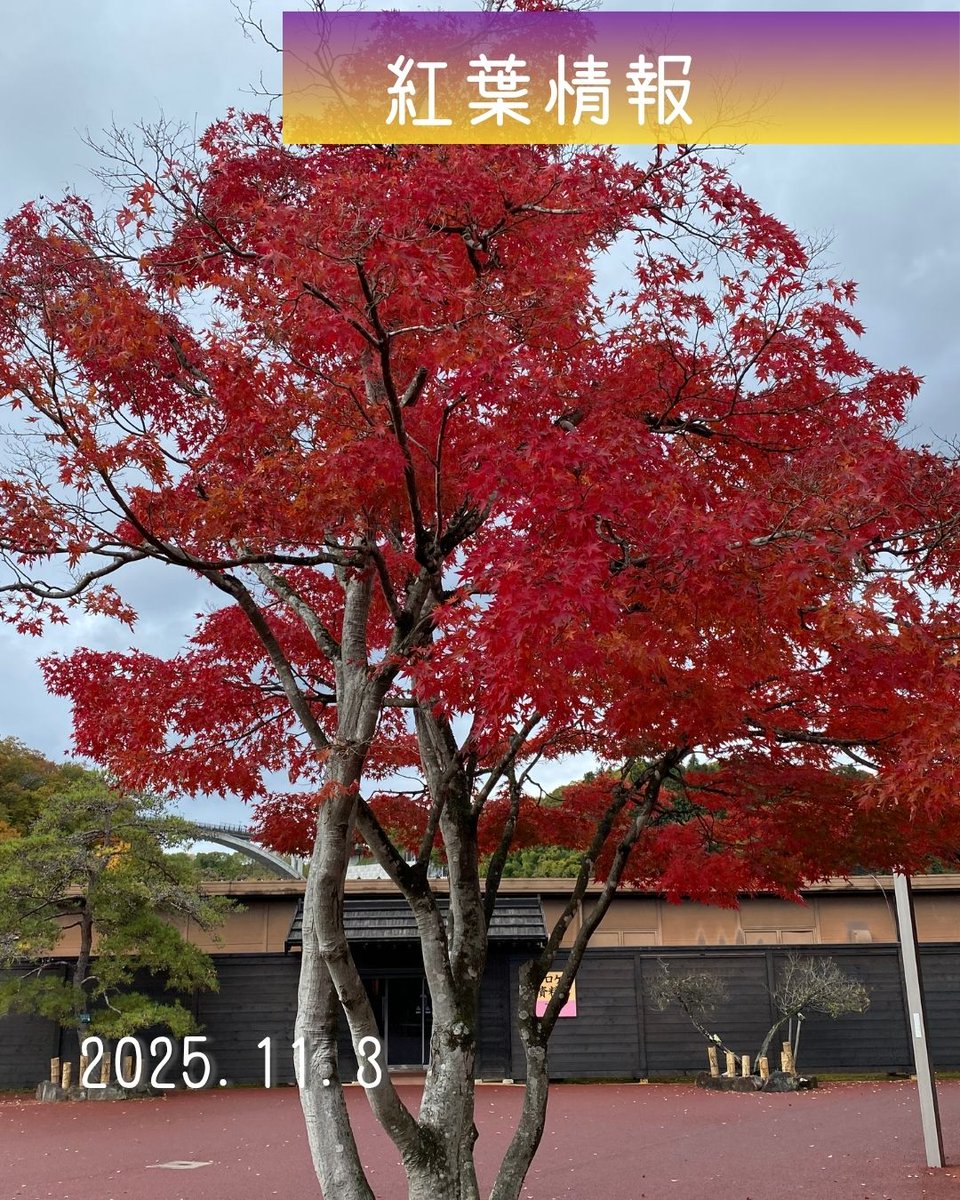 紅葉情報】【紅葉ライトアップ】 見頃を迎えております🍁 昨夜のライト