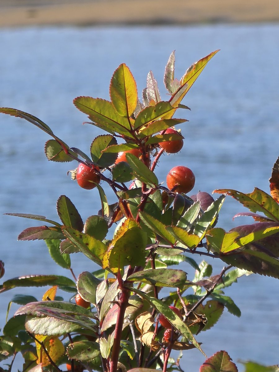 anonymouscaper's tweet photo. Better to be "hip" or square?
Wild roses, wild horses, wild things
Tide is high and I'm movin on
#rosehips #hueylewis #80smusic #blondie #loveNovember #happySunday #NatureBeauty #Neurodiversity #KeepGoing https://t.co/RINf9DyMNv
