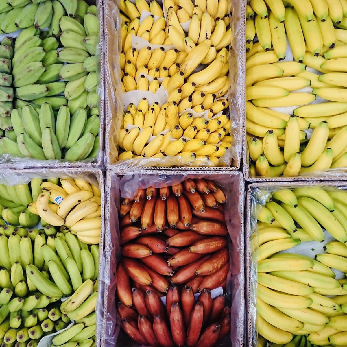 専用ページ  やおやおぱー様 光 ～八百屋のお兄さん21年目突入～ on X