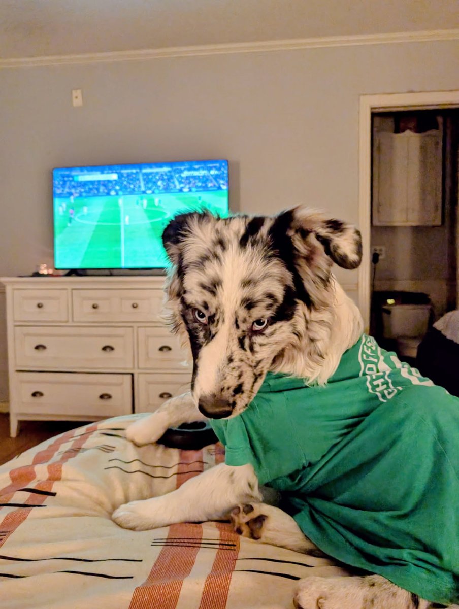 Hutton_Sharp's tweet image. Someone&apos;s NOT happy about that first half.

45&apos; to go! 🟢⚪🐕