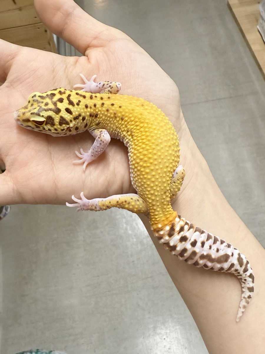 爬虫類倶楽部中野本店 本アカウント on X