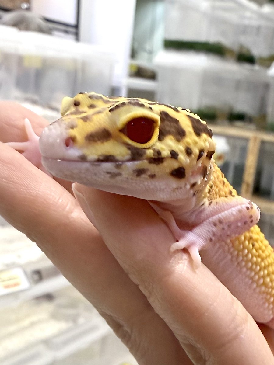 爬虫類倶楽部中野本店 本アカウント on X