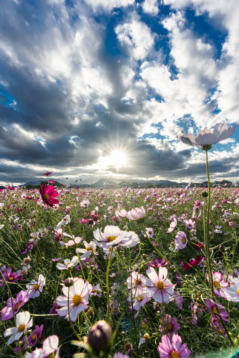Kno418G's tweet image. 「雲間の太陽」

#写真好きな人と繋がりたい
#写真撮ってる人と繋がりたい
#ファインダー越しのわたしの世界