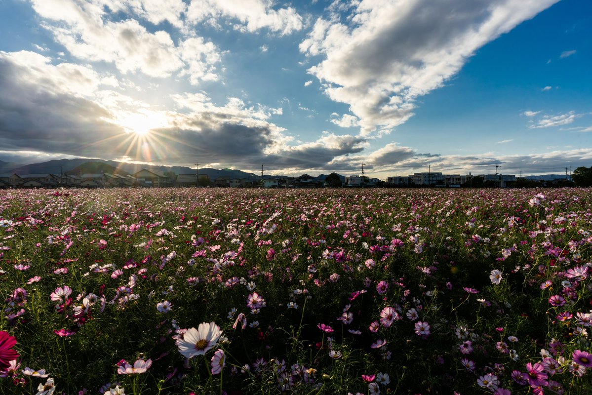 Kno418G's tweet image. 「雲間の太陽」

#写真好きな人と繋がりたい
#写真撮ってる人と繋がりたい
#ファインダー越しのわたしの世界
