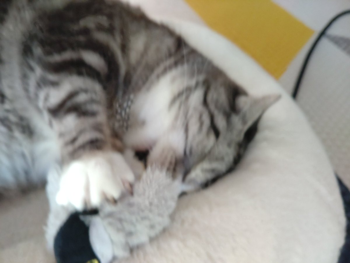 あめ様 Buy Adidas ZX 6000 'Cream White' - ZX60001989 | GOAT