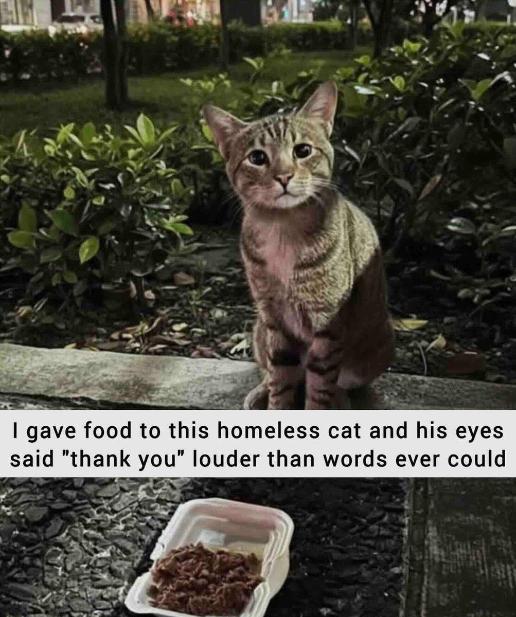 catsnkittys's tweet photo. https://t.co/eb7TGAkiw2