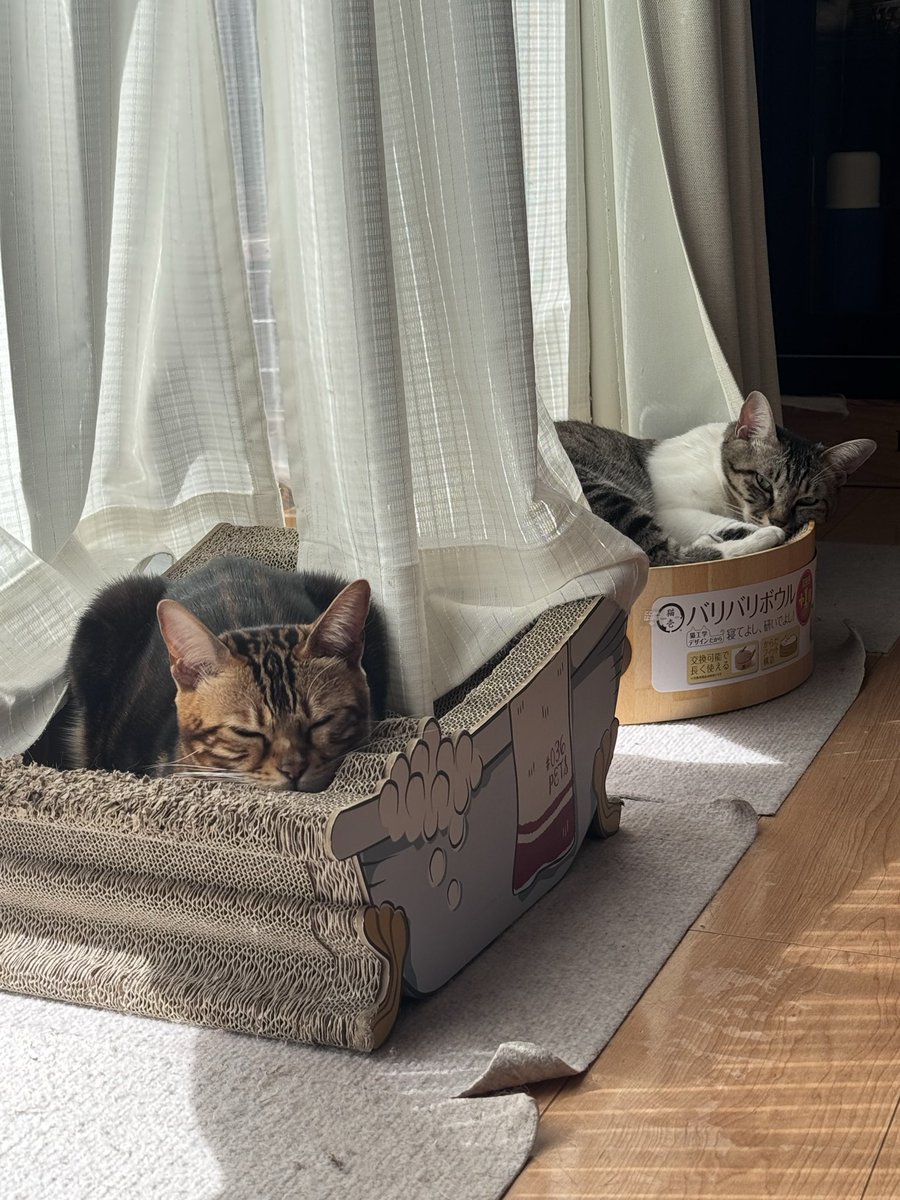 びびちゃん🖤🐾 🧡🐾 on X