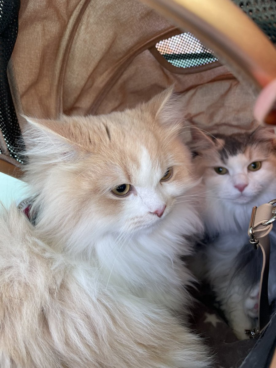 miinaさまのページ ミーナ＆ウナ on X