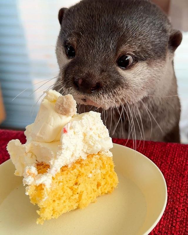 It seems like he can't wait to eat the cake.😋🍰🦦