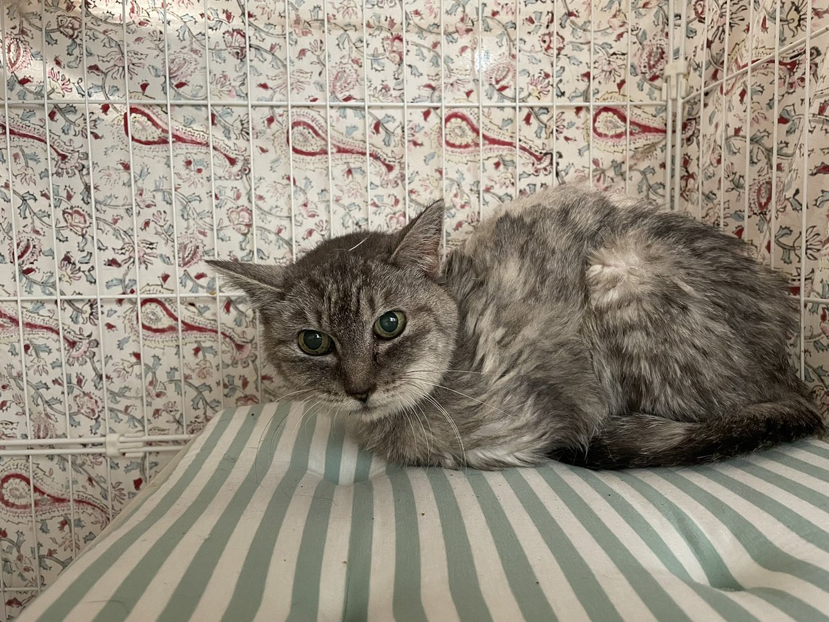 ゴンママ (@KsYhpQyRT44s7tN) / Posts / X