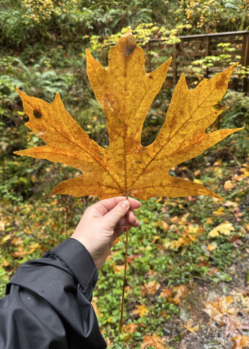 in other news, ITS AUTUMNNN