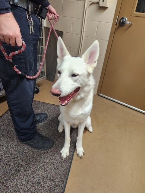 🚨FOUND DOG ALERT🚨
This adventurous pup was found near Speedway on Route 20 — possibly looking for snacks &amp; freedom. 🐾
If this is your escape artist (or you know who they belong to), call Perrysburg PD (non-emergency) 👉 419-872-8001.