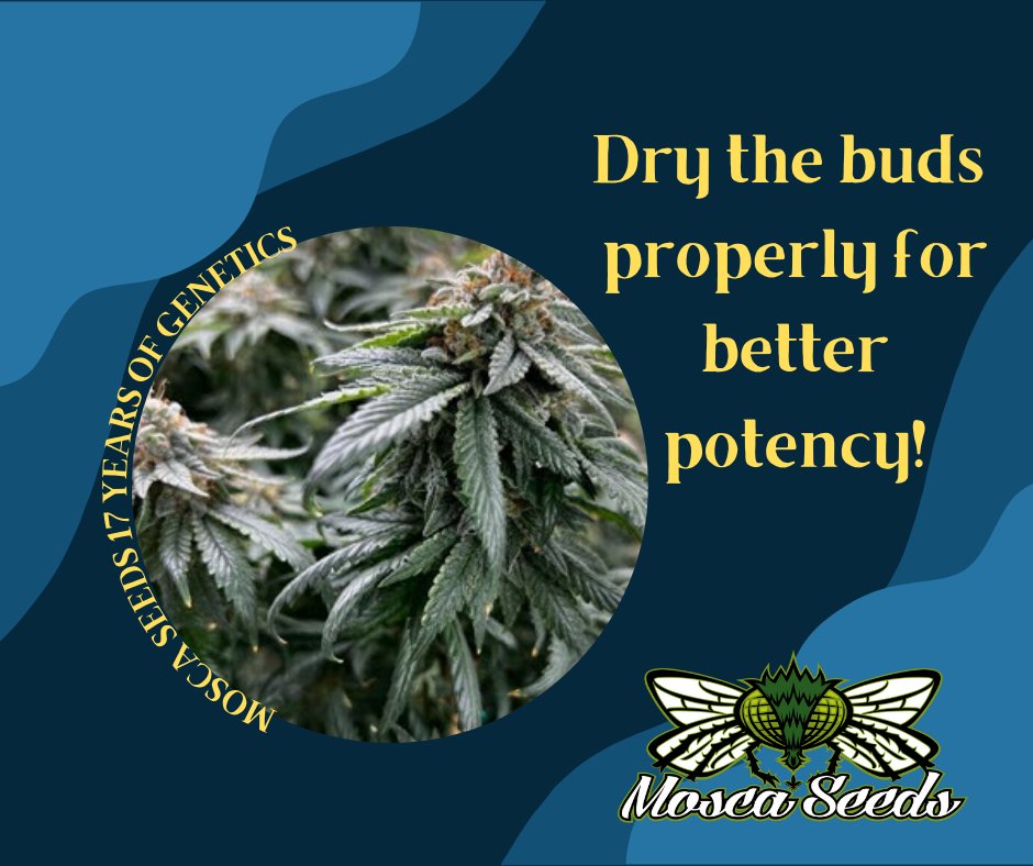 MoscaSeeds's tweet image. 🅳🆁🆈🅸🅽🅶 🆈🅾🆄🆁 🅱🆄🅳🆂 🅸🆂 🅰🅽 🅸🅼🅿🅾🆁🆃🅰🅽🆃 🅿🅰🆁🆃 🅾🅵 #🅶🆁🅾🆆🅸🅽🅶🆈🅾🆄🆁🅾🆆🅽 🅸🅵 🆈🅾🆄 🆆🅰🅽🆃 🅱🅴🆃🆃🅴🆁 🅿🅾🆃🅴🅽🅲🆈.   
Read More: rpb.li/nDvUOC

#moscaseeds
#howtogrow
#cannabisseeds
#cannabisgrowers
#cannabiscommunity
