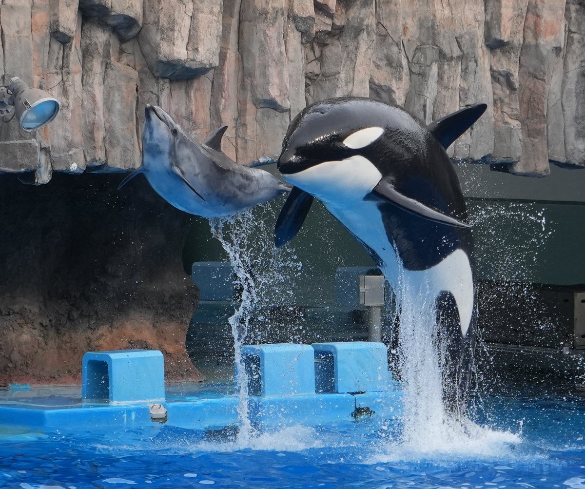 シャチです。 ZX240-5G Medium Excavators - Hitachi Construction Machinery MENA