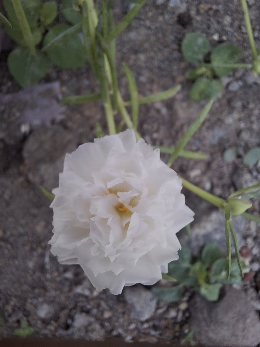 Nothing_Trash's tweet image. காற்றில் தவழும் பூக்களின் வாசம் போல ⚘️🍃

உன் நினைவுகள் என்னுள் நிறைகிறது ♥️🫰🏼