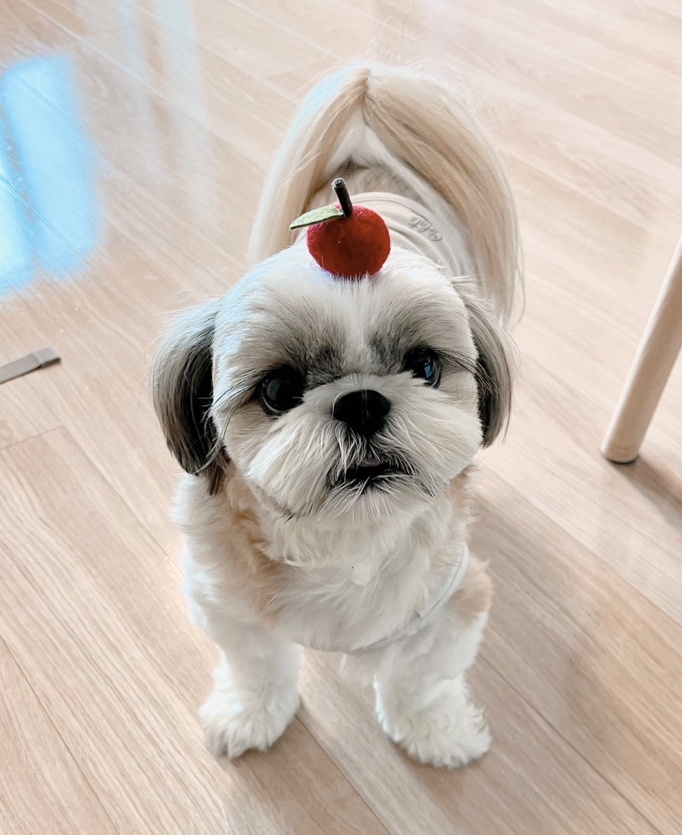 マイペース犬あいすの日常🇺🇦 (@mochikoro_ice) / Posts / X