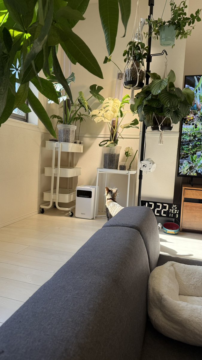 みーこページ 𝐦𝐞𝐞𝐜𝐨(みーこ) on X