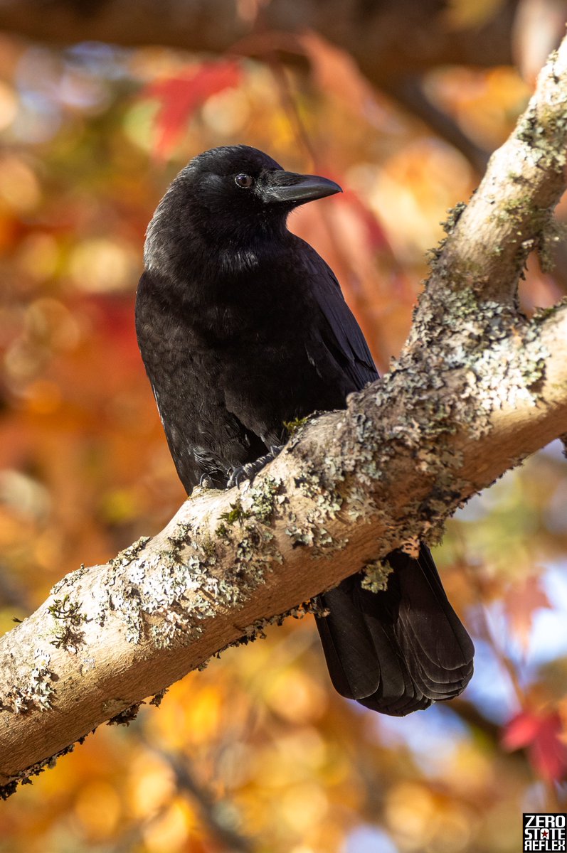Crow Fact Week!  Day 1: 

Crows plan for the future. They’ve been shown to use tools, store them, and save food for future use. That’s something only a few species, including humans and great apes, are known to do.