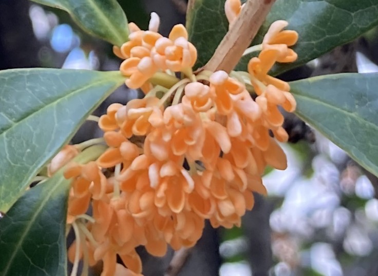 ZカズミRS (@Z1kS8n) / Posts / X