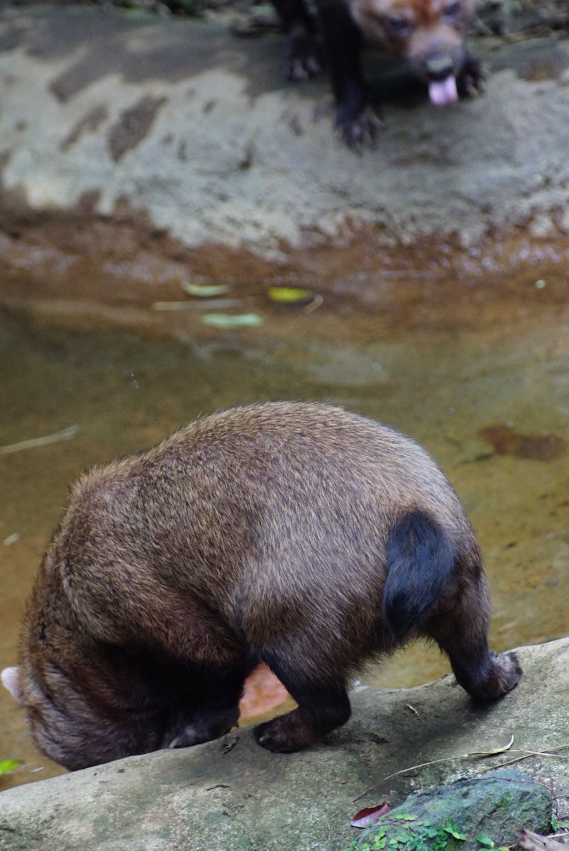 文化の日ということで、日頃お世話になってる皆さんにはヤブイヌのおしりを見せてあげましょう