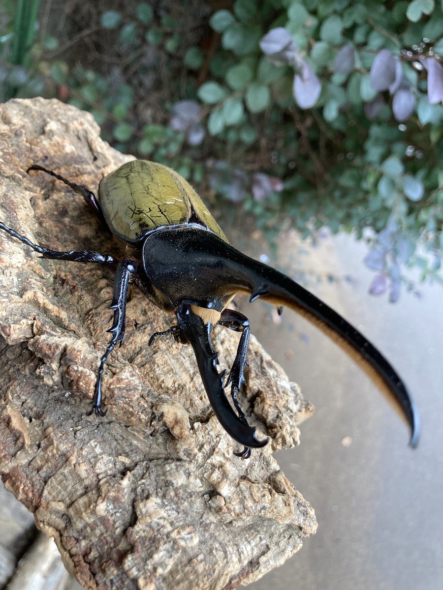 コロ助(偽物) (@Iqs7HA9ImDptz4D) / Posts / X