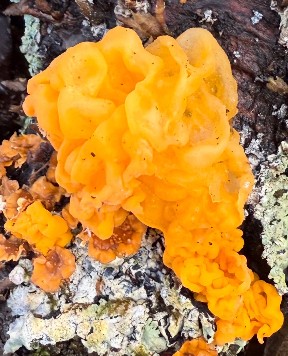 Witch’s butter