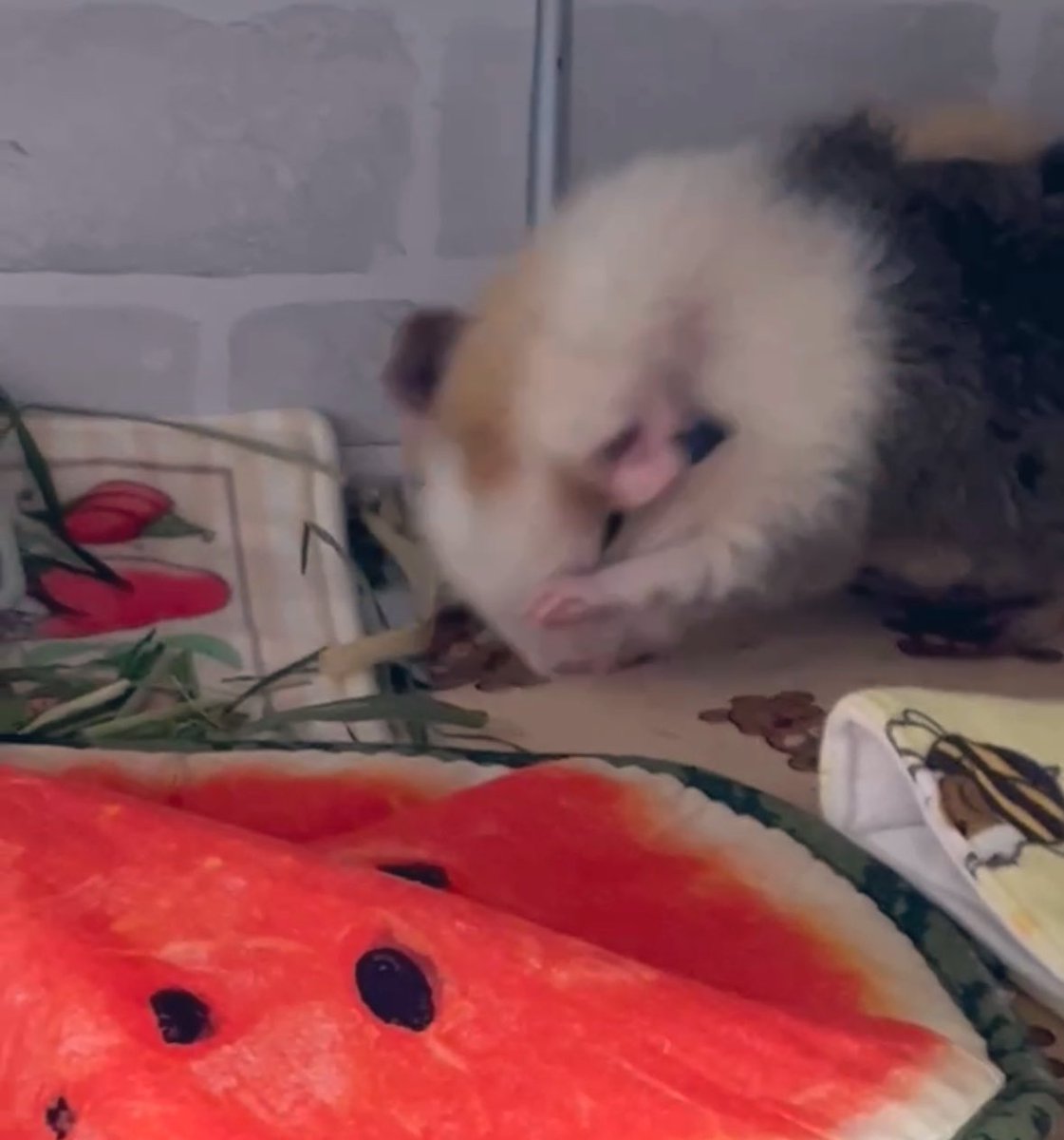 ちゃちゃ (@moecha0415) / Posts / X