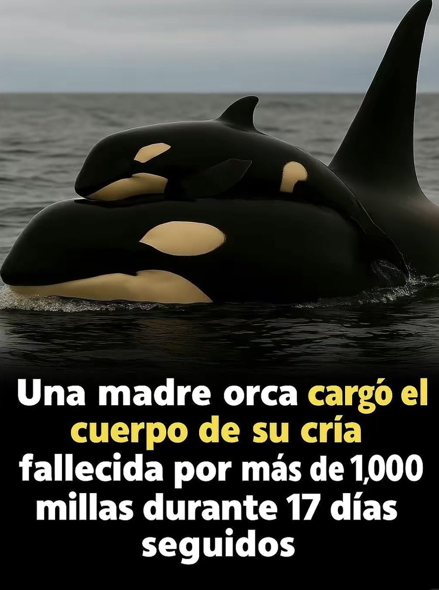 En el año 2018, en las frías aguas del Pacífico Noroeste, entre Estados Unidos y Canadá, ocurrió algo que conmovió al mundo.
Tahlequah, conocida como J35, una madre orca, dio a luz a una cría que lamentablemente murió pocas horas después de nacer.
Sin aceptar la pérdida,