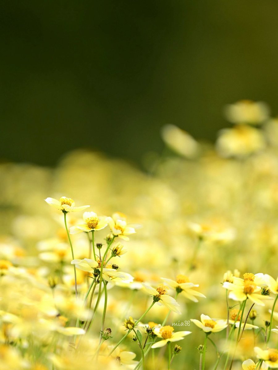 海愛∘ꠋ⢌𓆡mia on X