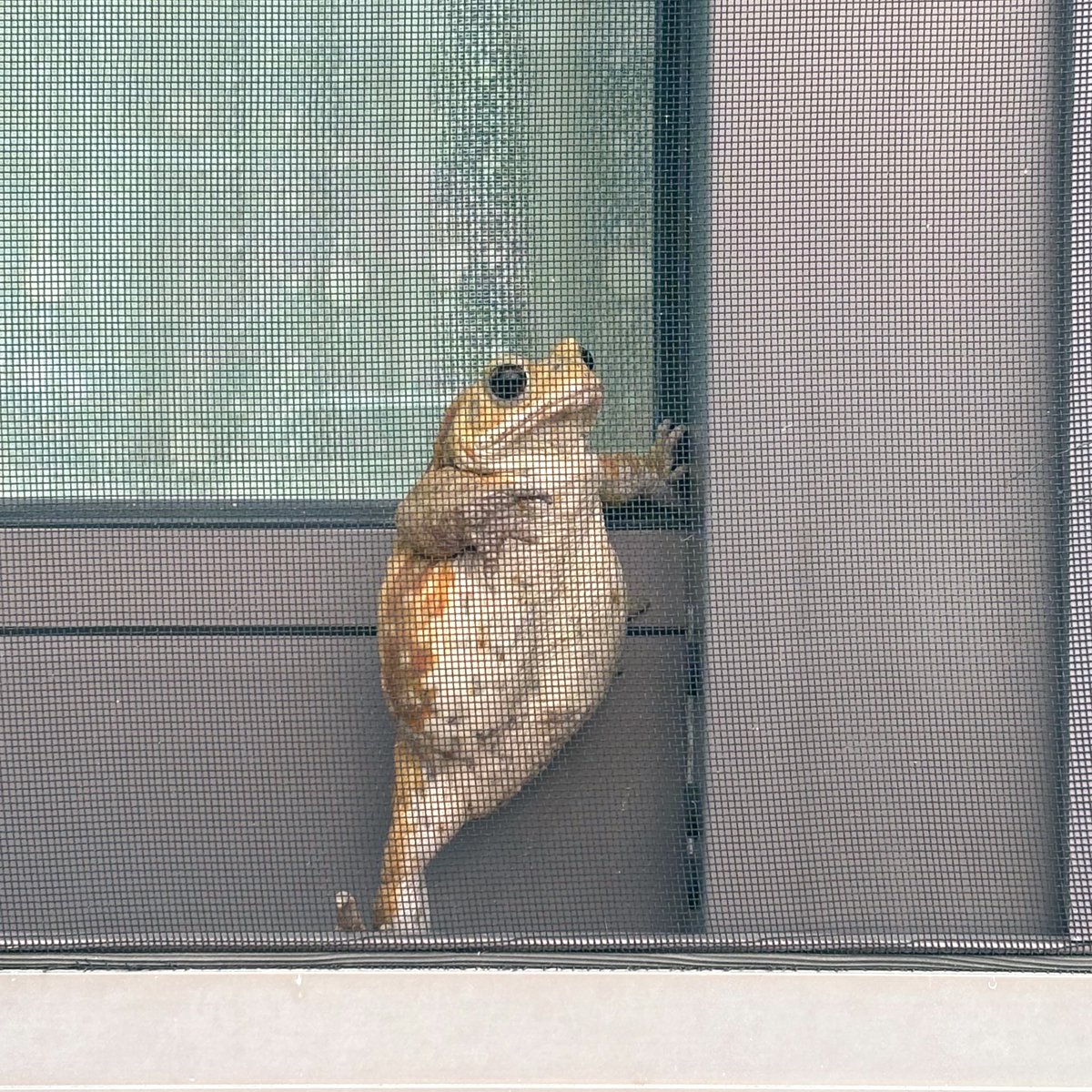 madamadada__'s tweet image. 被害者ヅラくんの別ショット
 #ミヤコヒキガエル #toad  #bufo