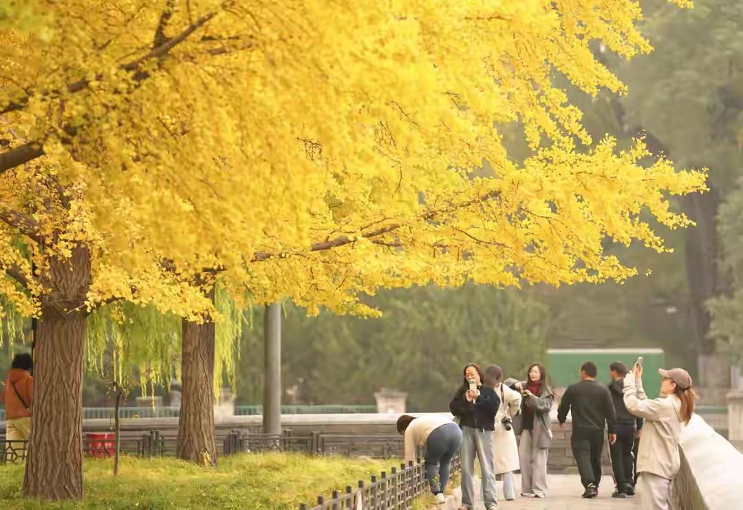 故宫筒子河畔，秋色醉人