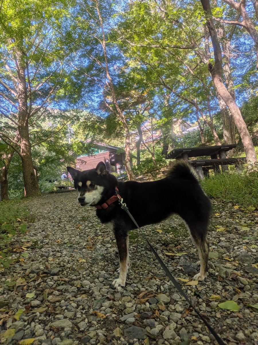 パンダパンツ。 on X