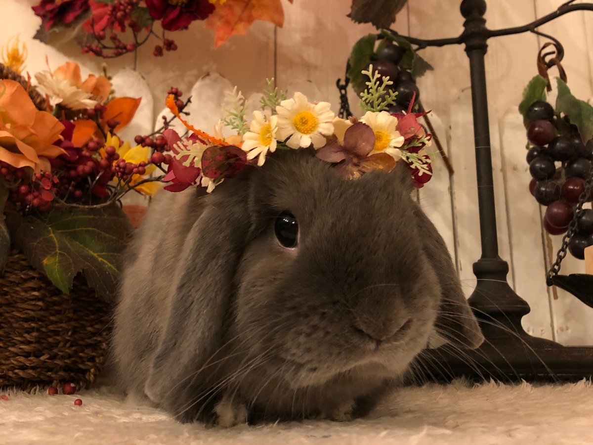 RabbitLink2's tweet image. /
先週ケアに来てくれた可愛いお客様のご紹介desu
\

ハロウィンが終わり、11月のスタジオは秋をイメージしたセットに変わりました〜🍁

ハロウィンの明るくて賑やかな雰囲気も好きでしたが、11月のセットは落ち着いた上品さがあって素敵ですよね✨…