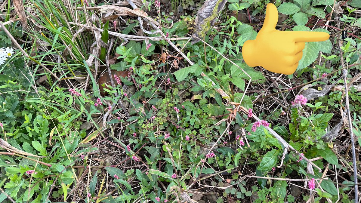 瀬良木 ネラ on X