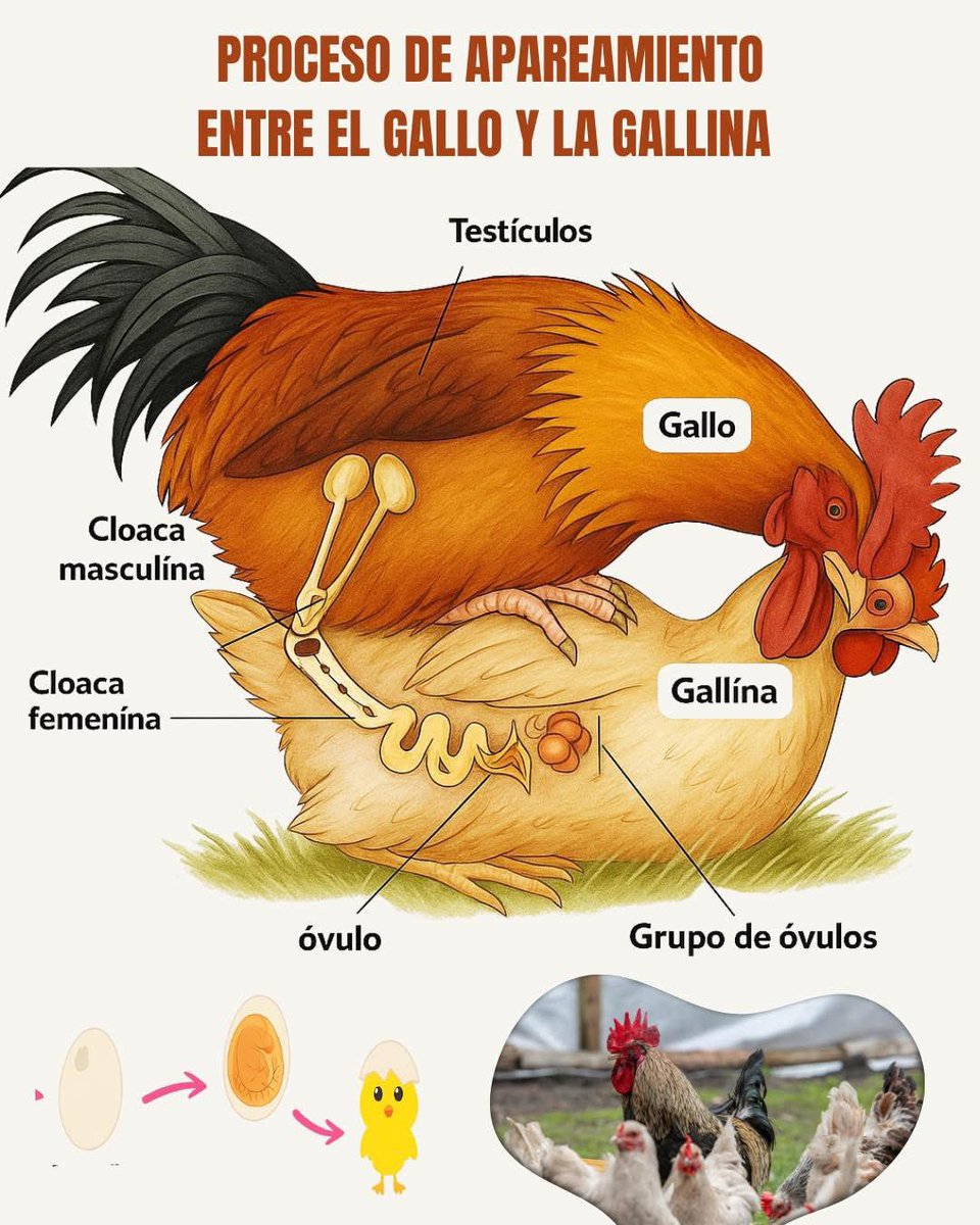 🐓🐔🥚 APAREAMIENTO ENTRE GALLO Y GALLINA — EXPLICADO FÁCILMENTE

Durante el apareamiento, el gallo y la gallina juntan sus cloacas en lo que se llama “beso cloacal”. 💋