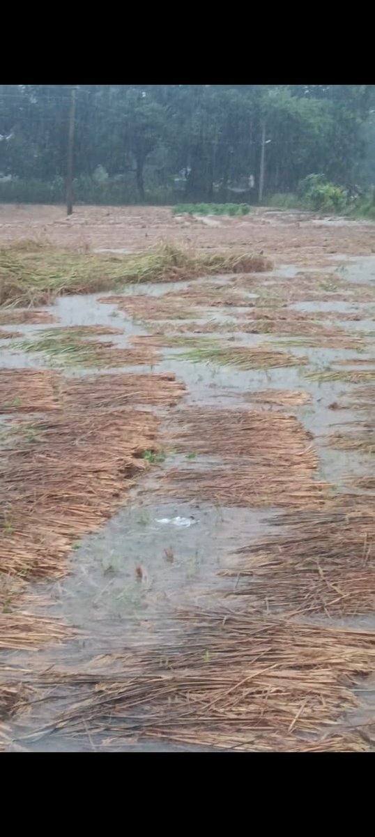 "पड़ी होगी अमीरो की दौलत, उनके तिजोरी मे 
पर किसानो का सोना, खेतो मे तैर रहा हैं "🌾🌾

🫣🫣🫣🫣🫣🫣🫣🫣🫣🫣🫣🫣🫣